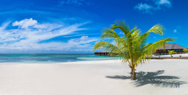 istock Palm tree in the Maldives 1255628919