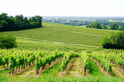 vineyards hill in Saint Emilion village Bordeaux in France