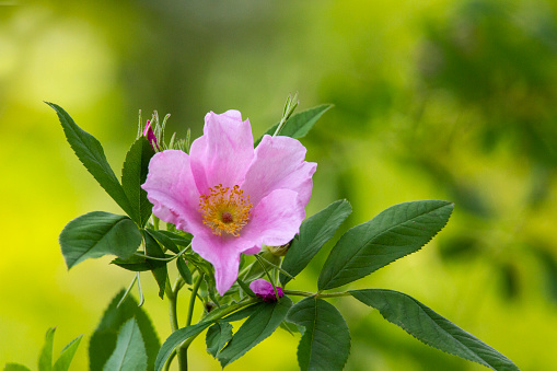 Wildflower - Beautiful Pink Rose growing at a nature sanctuary