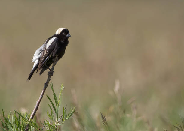 A bobolink enjoys a spring day in Wyoming After breeding season, bobolinks fly to coastal areas to molt before they begin their migration. bobolink stock pictures, royalty-free photos & images