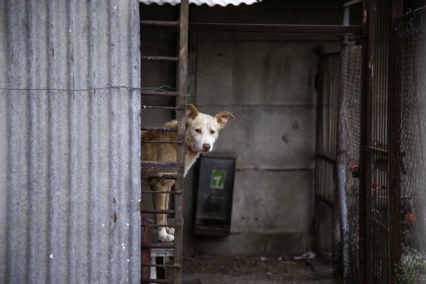 istock Dog locked in kennel 1255630364