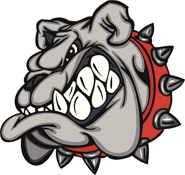 Cartoon bulldog face with big teeth and a red, spiked collar Cartoon Vector Image of a Bulldog Mascot Head bulldog stock illustrations