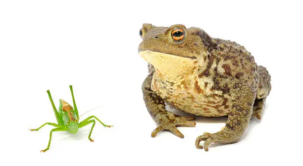 Photo of Frog and Grasshopper