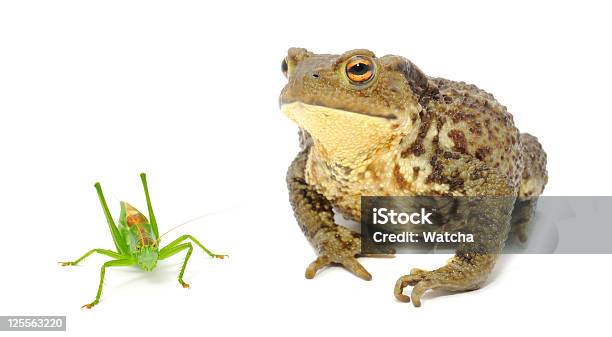 Foto de Frog E Grasshopper e mais fotos de stock de Gafanhoto - Gafanhoto, Rã, Anfíbio