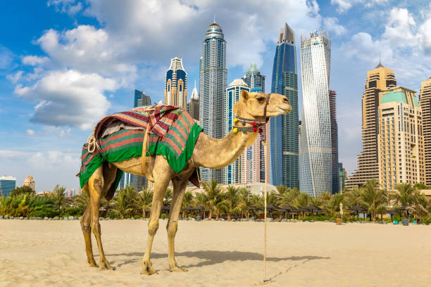 istock Camel in front of Dubai Marina 1255632948