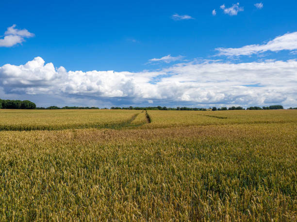 istock typical North German farmland with blue sky and white clouds 1255635151