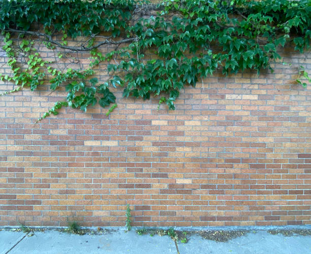 istock Brick wall with green bushes 1255635188