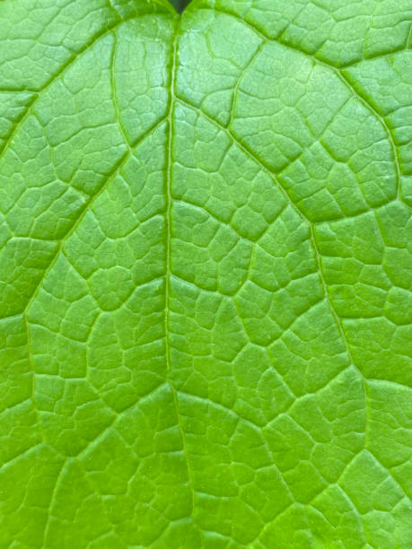 istock Close up green organic leave 1255635195