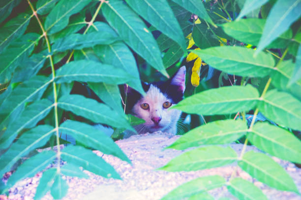 istock secret life of cat 1255635739