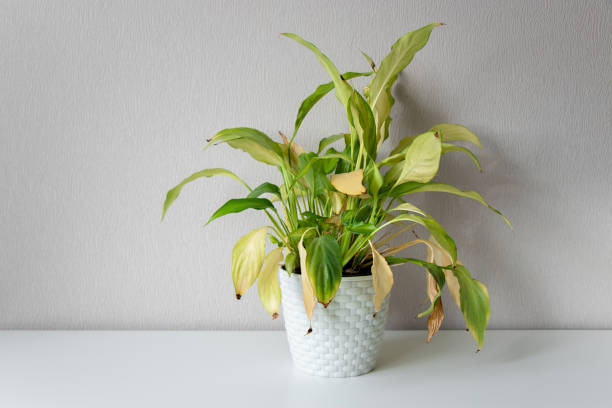 appassire il fiore di casa spathiphyllum in vaso bianco contro una parete leggera. pianta verde domestica. concetto di malattie delle piante a domicilio. fiore di casa abbandonato - appassito foto e immagini stock