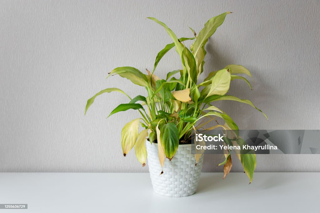 Wilting home flower Spathiphyllum in white pot against a light wall. Home green plant. Concept of home plant diseases. Abandoned home flower Houseplant Stock Photo