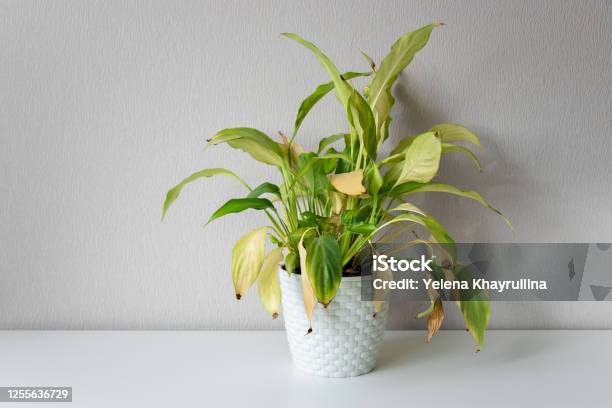Wilting Home Flower Spathiphyllum In White Pot Against A Light Wall Home Green Plant Concept Of Home Plant Diseases Abandoned Home Flower Stock Photo - Download Image Now