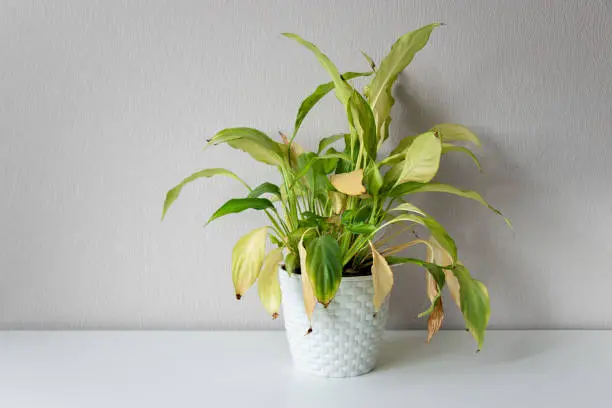Photo of Wilting home flower Spathiphyllum in white pot against a light wall. Home green plant. Concept of home plant diseases. Abandoned home flower