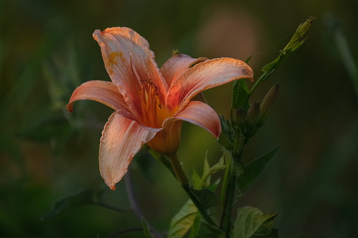 Taken at sunset, this single lily soaks up the last of the sun rays filtering though the marsh.