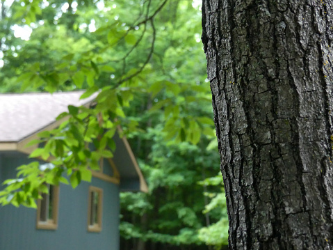 A blue house is visible behind a partial tree trunk in the foreground