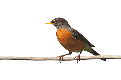 Profile of a robin perched on a  branch. Its bright orange breast is prominently displayed on a white background