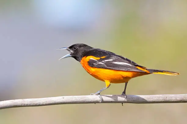 With its beak wide open, a baltimore oriole chirps a song with while perched on a branch.