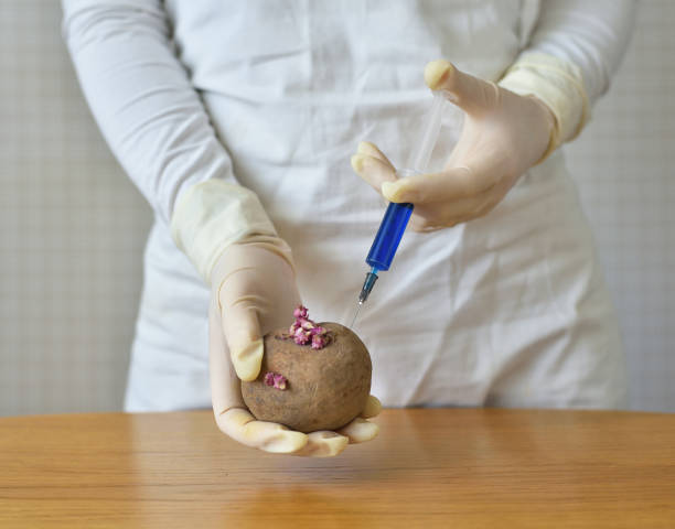 scientist with syringe and potato - injecting healthy eating laboratory dna imagens e fotografias de stock