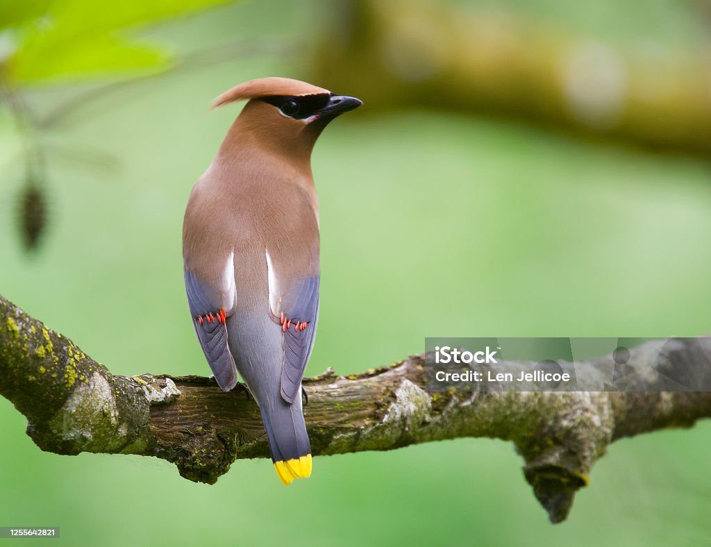 Cedar Waxwing Male Cedar Waxwing showing red and yellow tips to feathers Cedar Waxwing Stock Photo