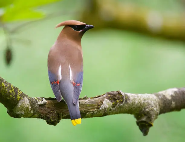 Cedar Waxwing showing red and yellow tips to feathers
