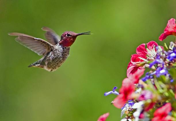 istock Anna's Hummingbird - Male 125564778