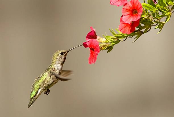 anna's hummingbird - bird hummingbird flying annas hummingbird stock-fotos und bilder