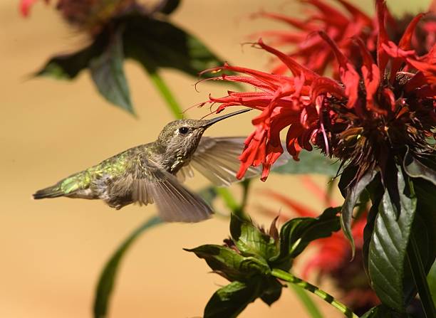 anna's hummingbird auf biene-balsam blumen - bird hummingbird flying annas hummingbird stock-fotos und bilder