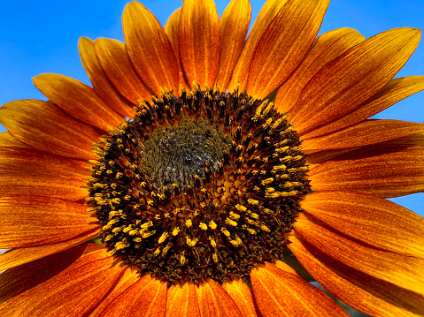Single Sunflower; Vibrant Blue Sky Extreme Close-Up