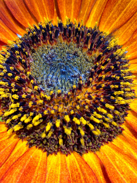 istock Single Sunflower; Vibrant Blue Sky Extreme Close-Up 1255649104