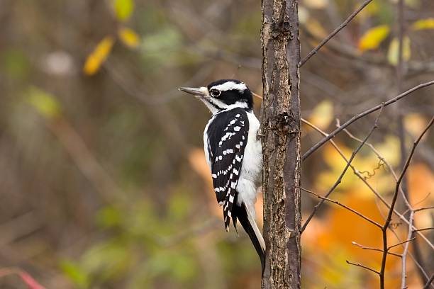 Female Hairy Woodpecker with the look back pose, fall colour background.