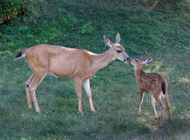 istock Deer Mother and Child Re-union 125564954