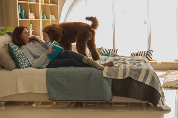 istock Dog seeking attention and wanting to play while she is reading a book and relaxing 1255651076