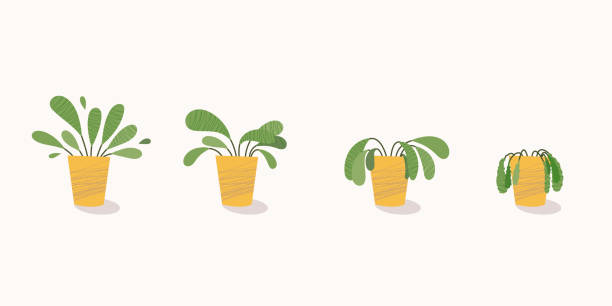 Stages of withering, a wilted plant in a pot, abandoned houseplant without watering and care. Potted plant dying. Vector illustration Stages of withering, a wilted plant in a pot, abandoned houseplant without watering and care. Potted plant dying. Vector illustration wilted plant stock illustrations
