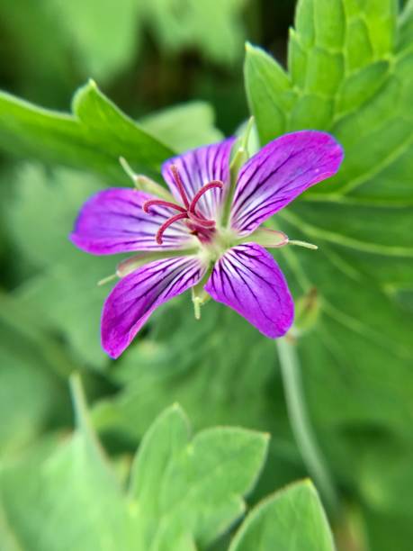 istock Purple wonder flower 1255653006