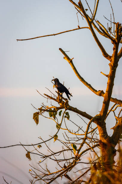 istock Bird on a tree, Chitwan National Park, Nepal 1255654461