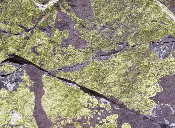 istock Green lichen on the rocks for the background 1255655046