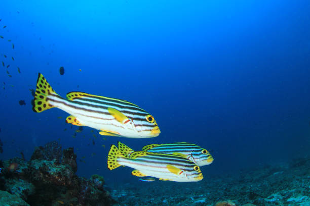 istock Oriental Sweetlips Fish on coral reef 1255656402