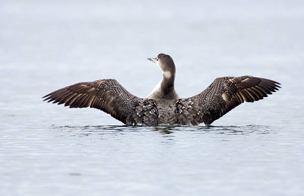 Pacific Loon Wings Pacific loon displaying arctic loon stock pictures, royalty-free photos & images