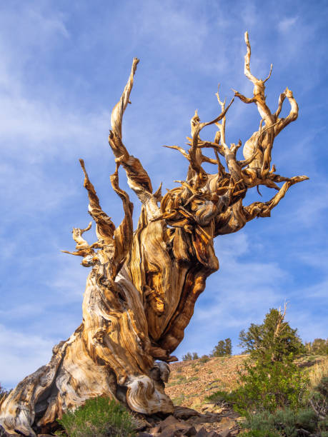 starożytny las sosnowy bristlecone - twisted tree california usa zdjęcia i obrazy z banku zdjęć