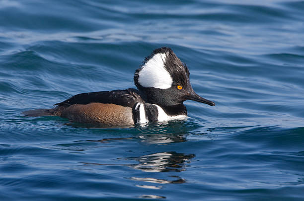 istock Hooded Merganser - male 125565893