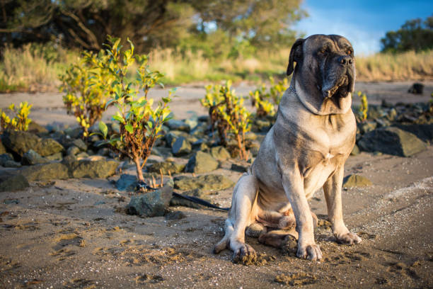 istock Dog sitting at the beach 1255659160