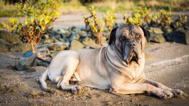 istock Dog at the beach 1255659161