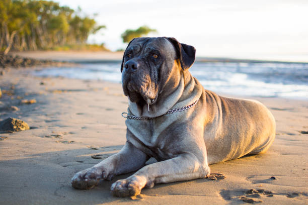 hund am strand - photography nature animals and pets beach stock-fotos und bilder