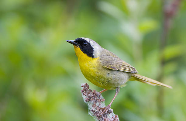 istock Common Yellowthroat - Male 125566009