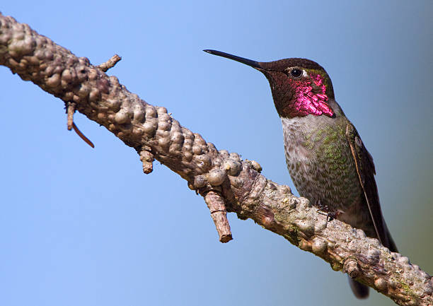 anna's hummingbird-male - bird hummingbird flying annas hummingbird stock-fotos und bilder