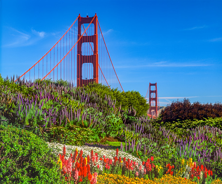 Flowers are abundant in  a garden in front of the Golden Gate Bridge in San Francisco, California.