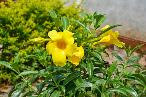 Yellow Alamanda Flowers With Green Leaves & Branches At The Garden.