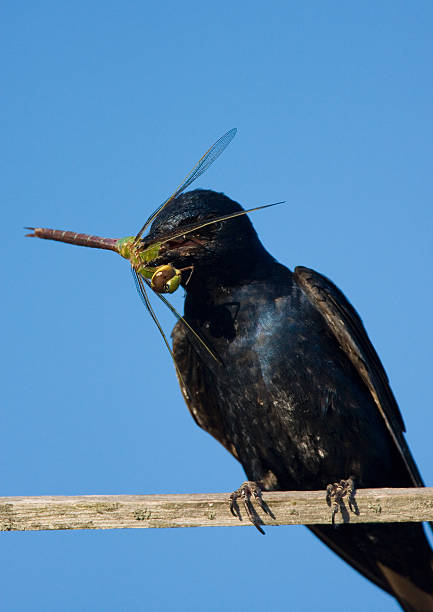 istock Purple Martin with a Dragonfly 125566196