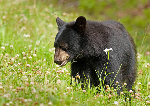 istock Black Bear in Wild Flower Meadow 125566271