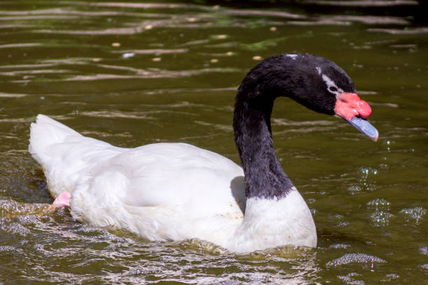 istock Black Necked Swan Swimming 1255662925